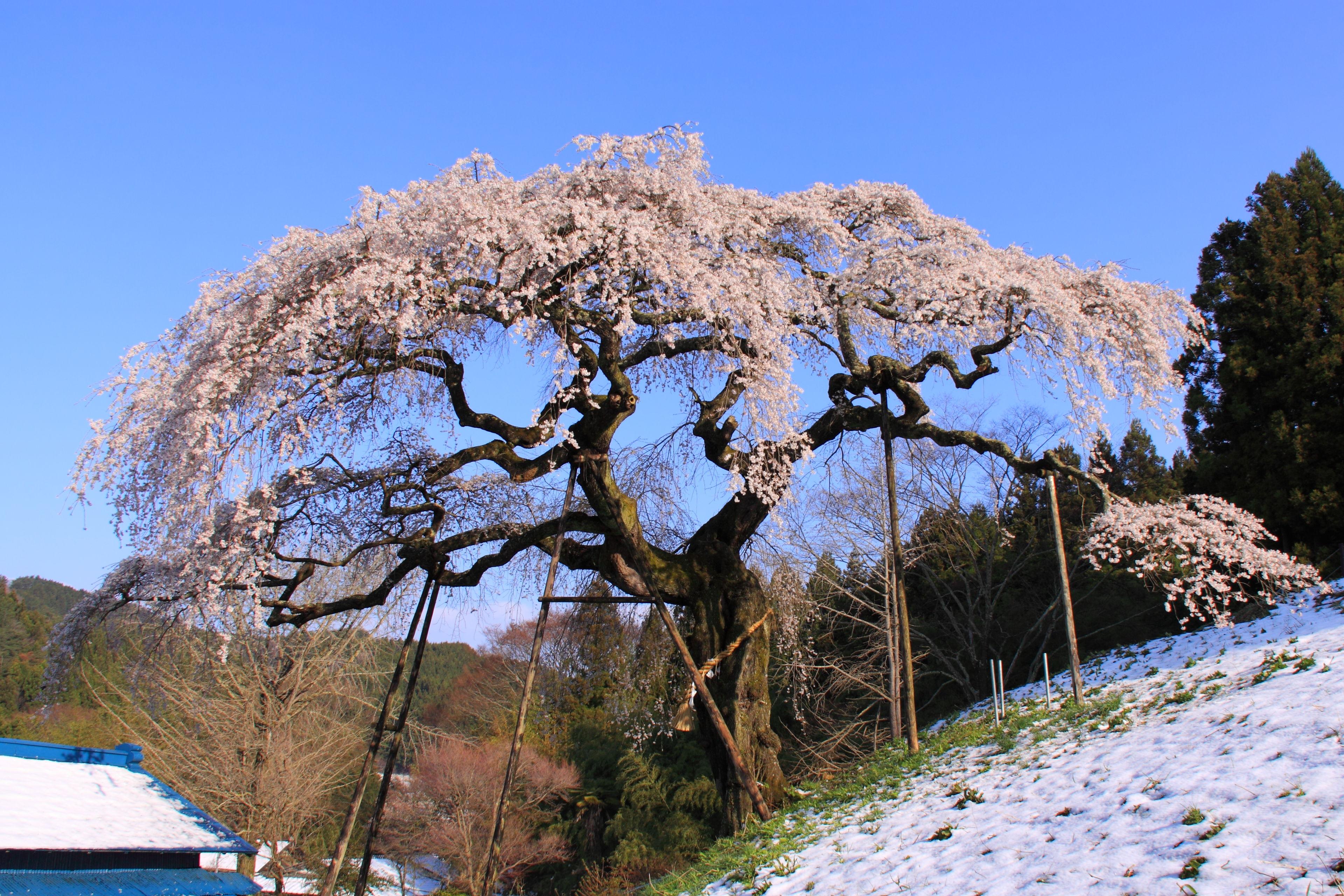 外大野のしだれ桜