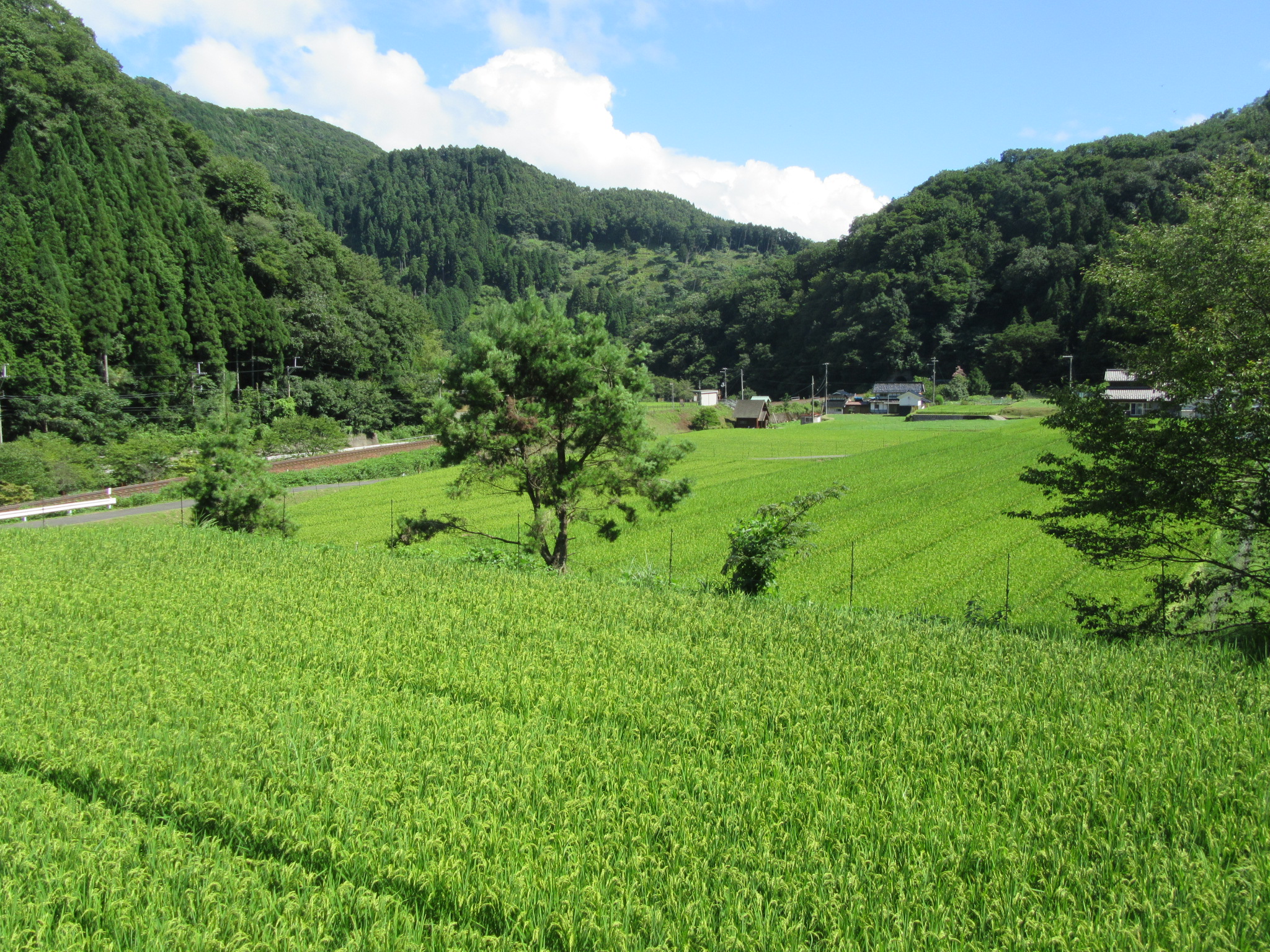 駅北西部の田園風景 (遠方に線路と駅が見える)